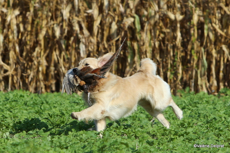 Field Erstein 09 (147).JPG